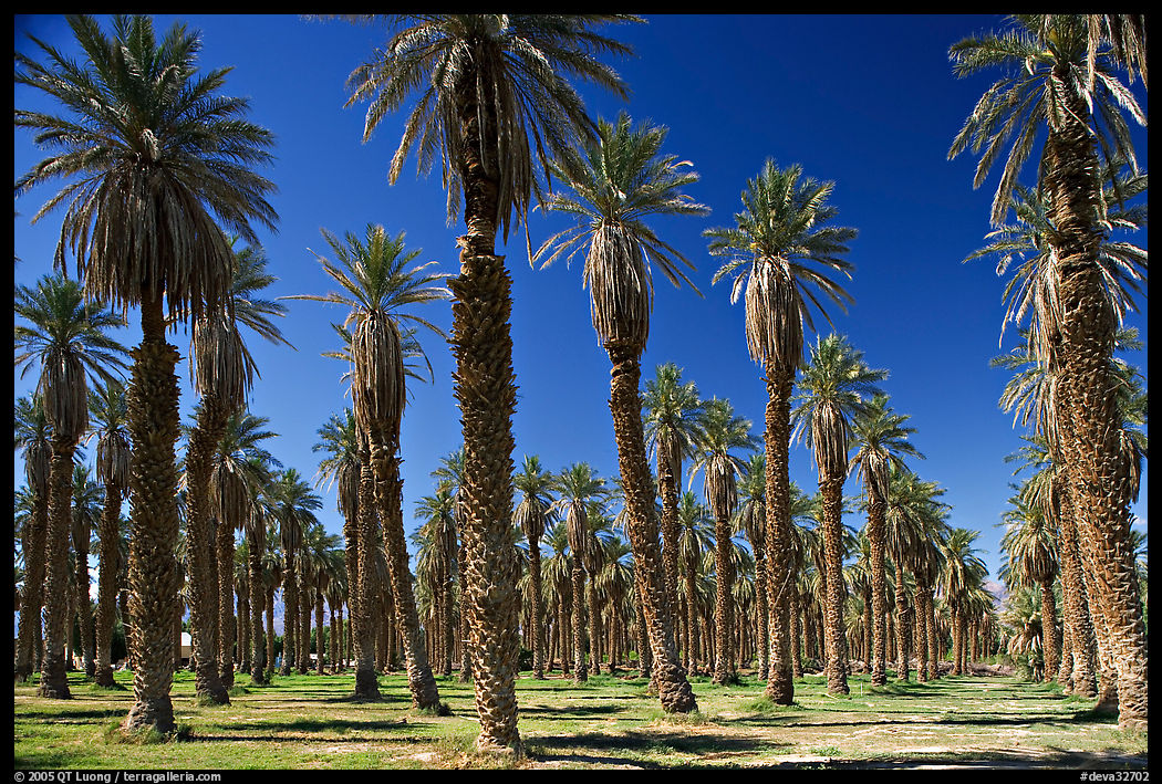 Palm trees in Furnace Creek Oasis. Death Valley National Park, California, USA.