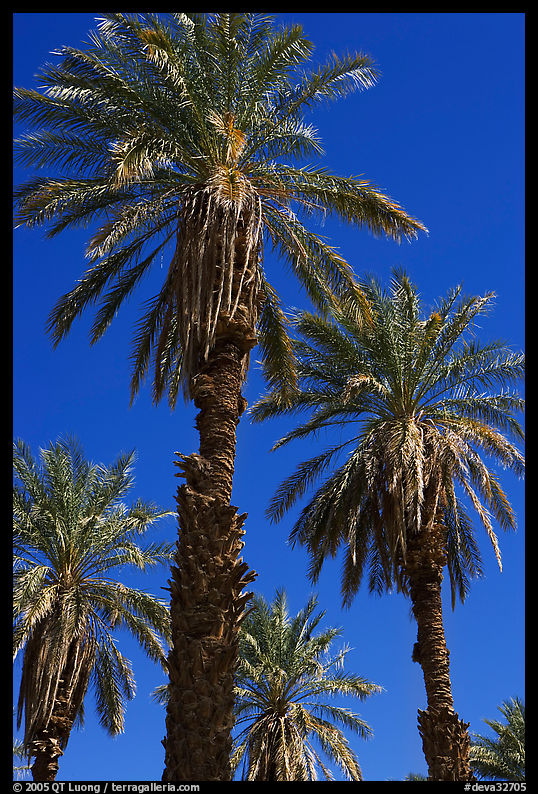 Date palm trees in Furnace Creek Oasis. Death Valley National Park, California, USA.
