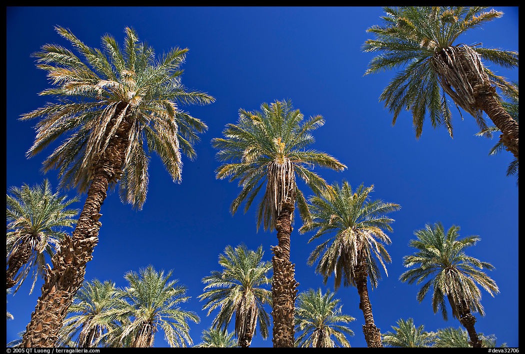 Date trees in Furnace Creek Oasis. Death Valley National Park, California, USA.