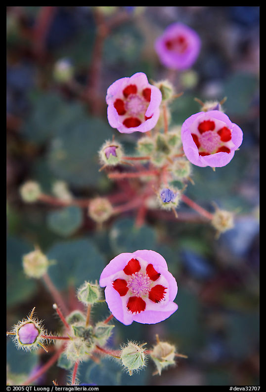 Close-up of Desert Five Spot flowers. Death Valley National Park, California, USA.