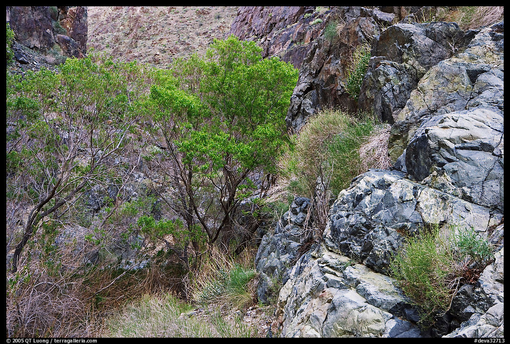 Cottonwoods in Darwin canyon. Death Valley National Park, California, USA.