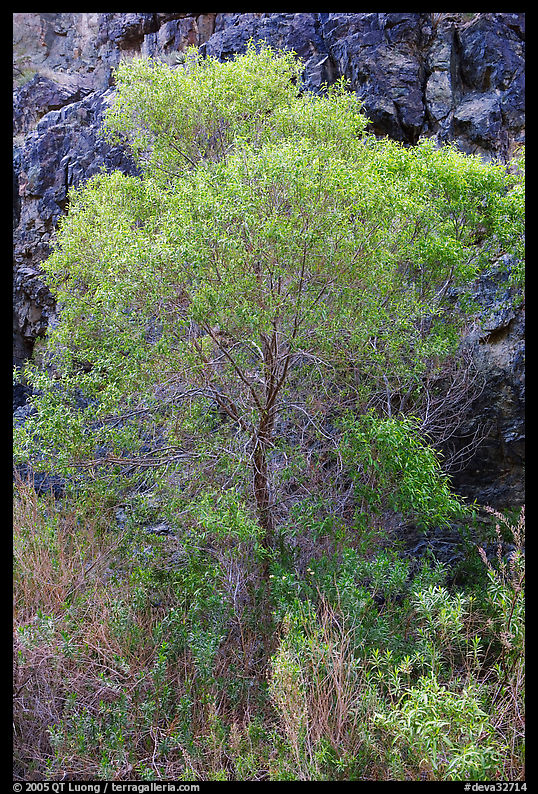 Cottonwood in spring and canyon walls. Death Valley National Park, California, USA.