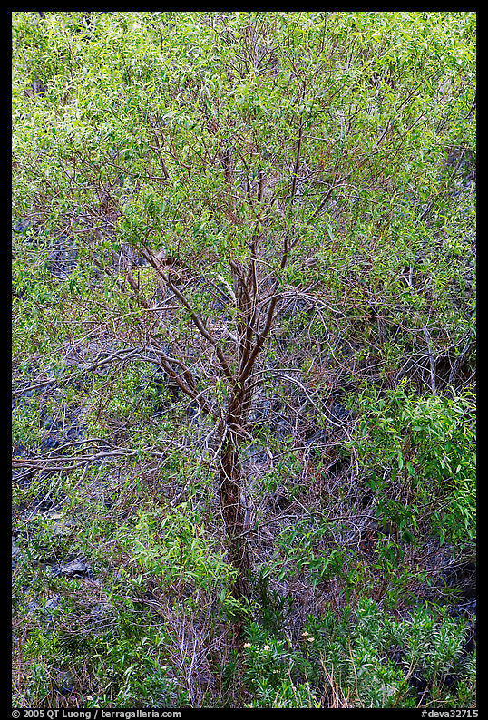 Cottonwood detail. Death Valley National Park, California, USA.