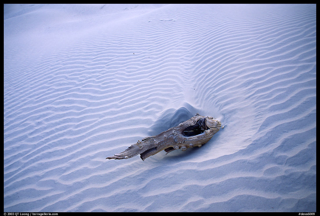 Piece of wood and sand ripples. Death Valley National Park, California, USA.
