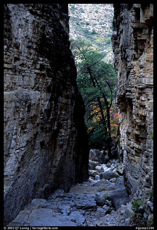 Narrow passage between cliffs, Devil's Hall. Guadalupe Mountains National Park, Texas, USA.