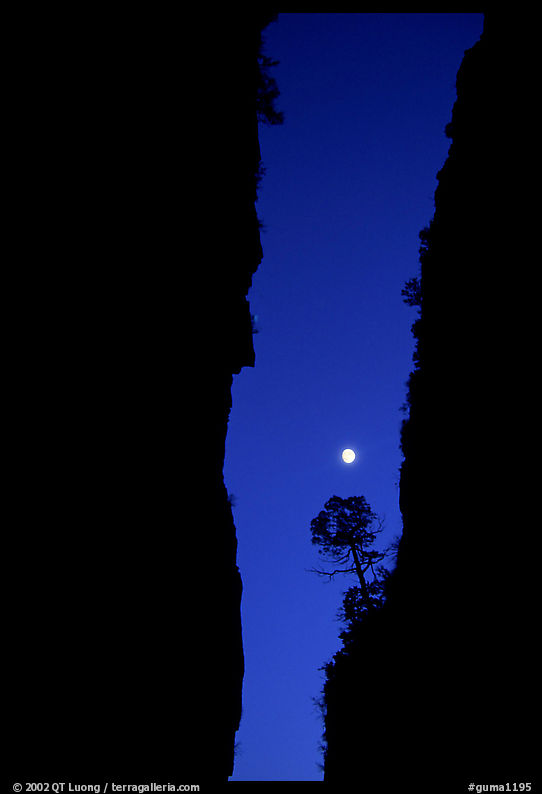 Tree and moon at night through the narrow canyon of Devil's Hall. Guadalupe Mountains National Park, Texas, USA.