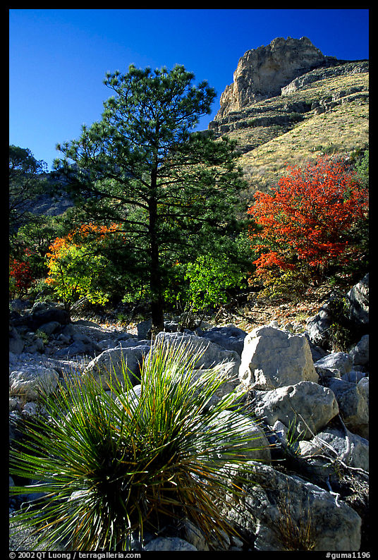 Sotol in wash in Pine Spring Canyon. Guadalupe Mountains National Park, Texas, USA.