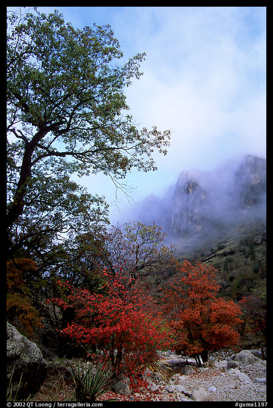 Autumn colors, wash, and clearing clouds, Pine Spring Canyon. Guadalupe Mountains National Park, Texas, USA.