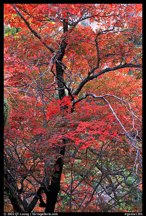 Tree with autumn foliage, Pine Spring Canyon. Guadalupe Mountains National Park, Texas, USA.