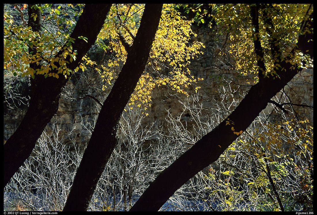 Dark trunks and autumn foliage near Smith Springs. Guadalupe Mountains National Park, Texas, USA.