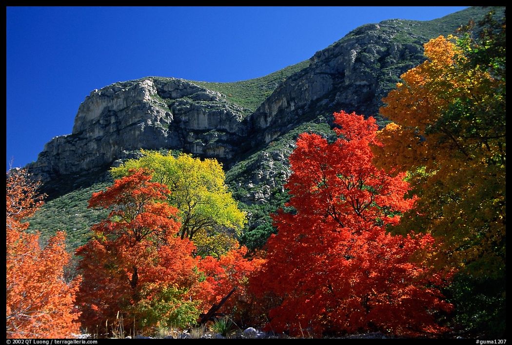 Trees in autumn foliage and cliffs,McKittrick Canyon. Guadalupe Mountains National Park, Texas, USA.
