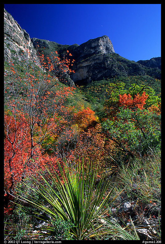 McKittrick Canyon in the fall. Guadalupe Mountains National Park, Texas, USA.