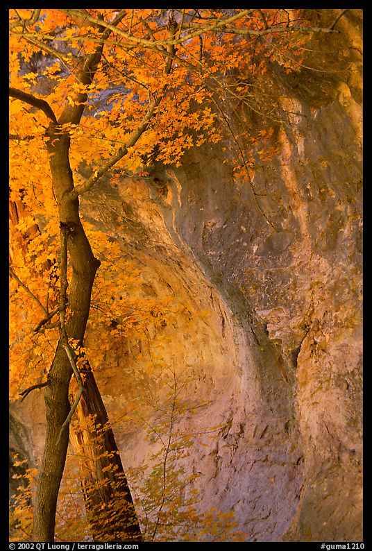 Tree and cliff, McKittrick Canyon. Guadalupe Mountains National Park, Texas, USA.