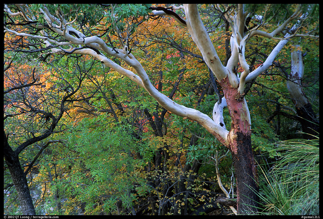 Texas Madrone Tree and autumn color, Pine Canyon. Guadalupe Mountains National Park