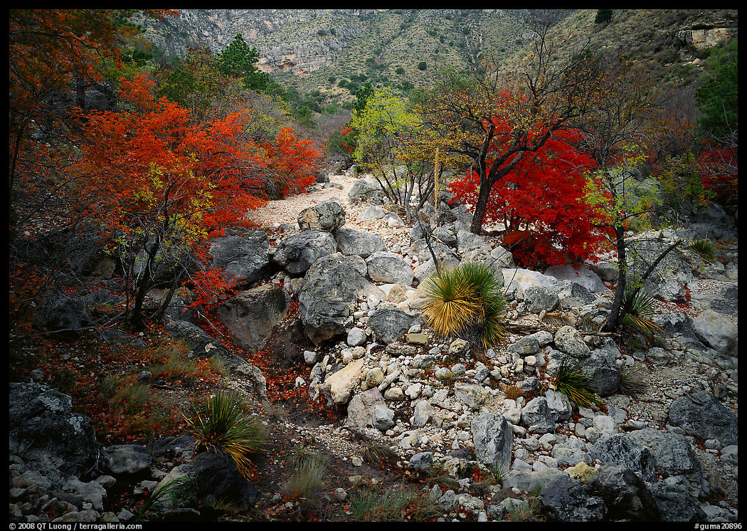 Sotol and trees in uutumn colors, Pine Spring Canyon. Guadalupe Mountains National Park, Texas, USA.