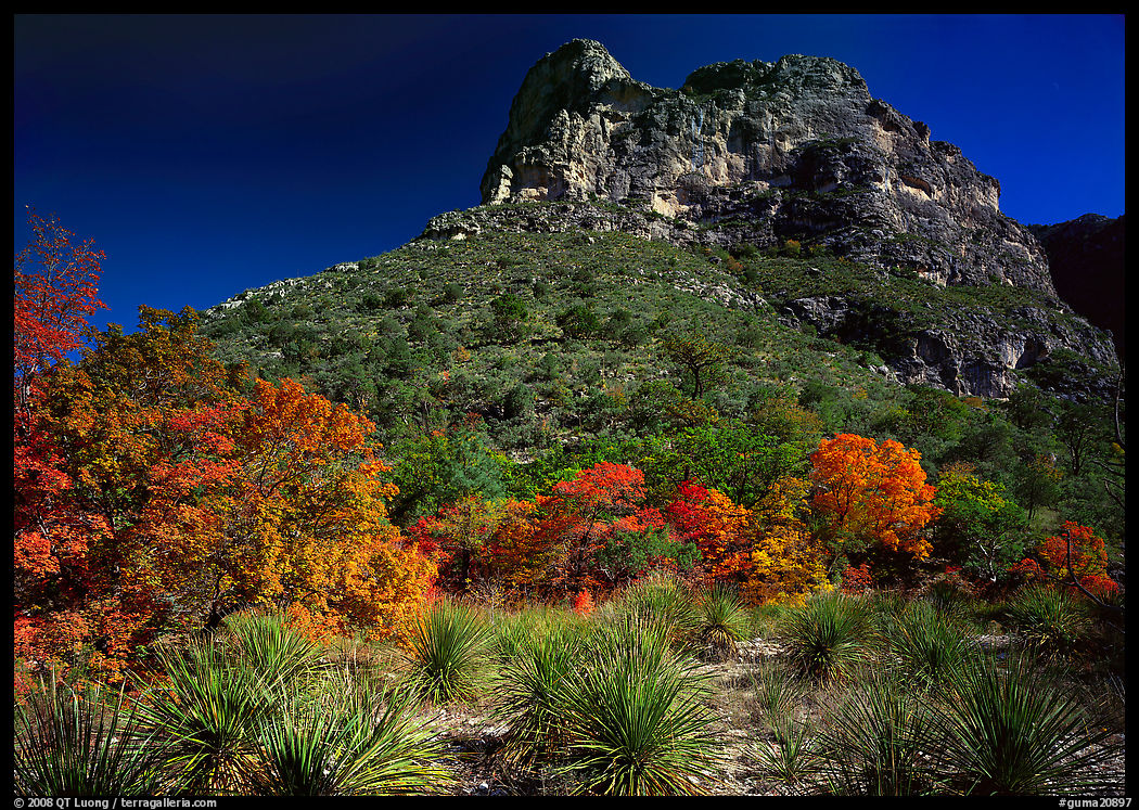 Trees in fall colors and peak in McKitterick Canyon. Guadalupe Mountains National Park