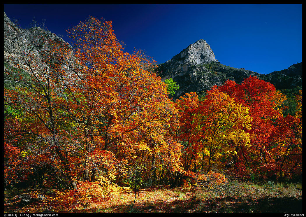 Fall foliage and cliffs, McKittrick Canyon. Guadalupe Mountains National Park