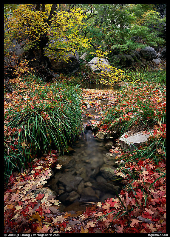 Stream in fall, Smith Springs. Guadalupe Mountains National Park, Texas, USA.