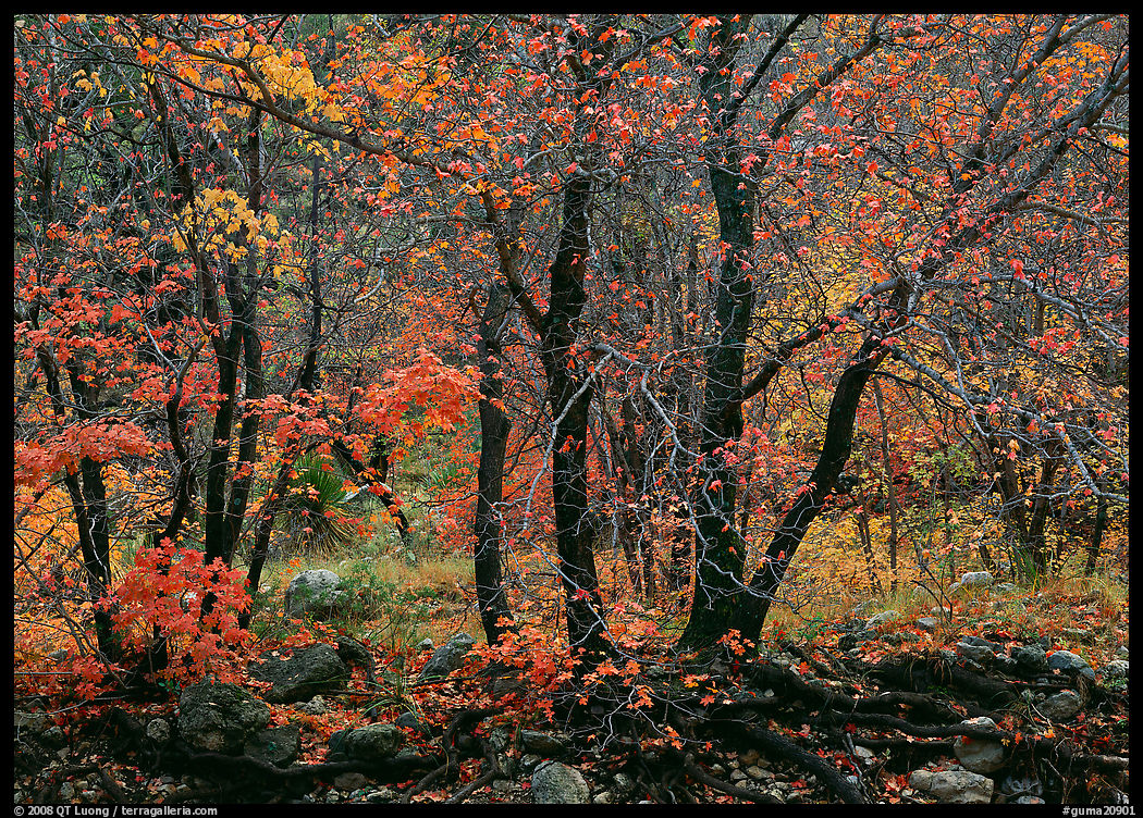 Trees in Autumn foliage, Pine Spring Canyon. Guadalupe Mountains National Park, Texas, USA.