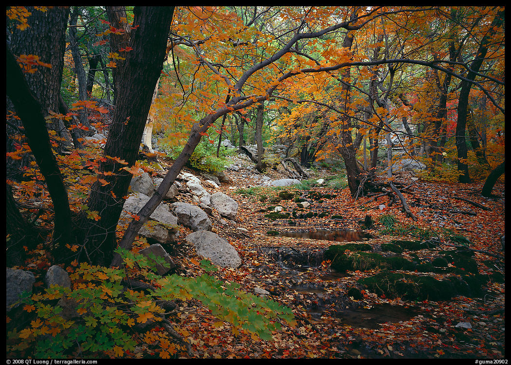 Creek and fall colors, Smith Springs. Guadalupe Mountains National Park, Texas, USA.