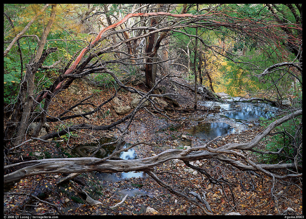 Stream and forest in fall colors near Smith Springs. Guadalupe Mountains National Park, Texas, USA.