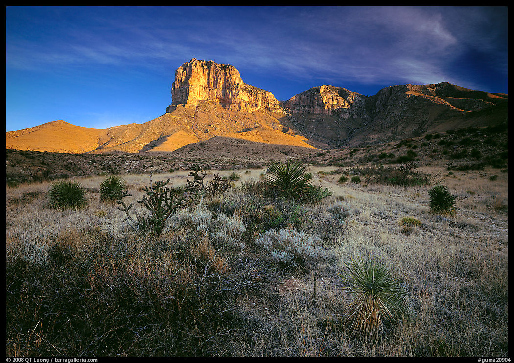 Desert vegetation and El Capitan from Guadalupe pass, morning. Guadalupe Mountains National Park, Texas, USA.