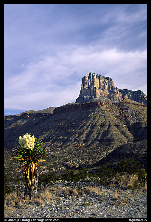Yucca and El Capitan. Guadalupe Mountains National Park, Texas, USA.