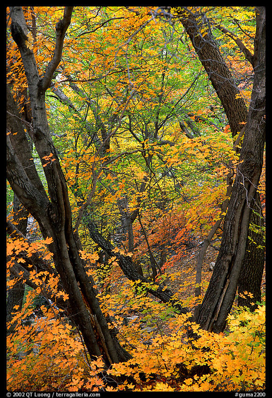Autumn colors near Smith Springs. Guadalupe Mountains National Park