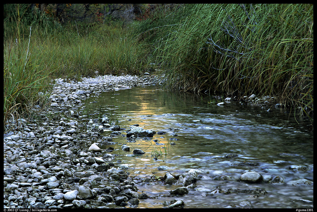 The only year-long stream in the park, McKittrick Canyon. Guadalupe Mountains National Park, Texas, USA.