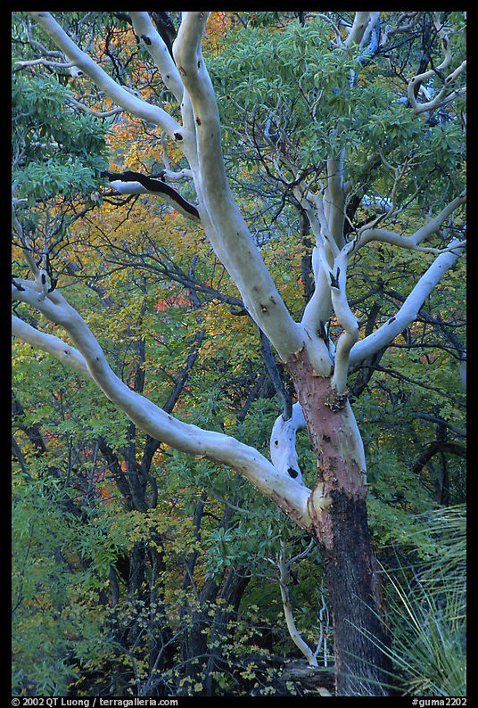 Texas Madrone Tree and muted fall foliage, Pine Canyon. Guadalupe Mountains National Park