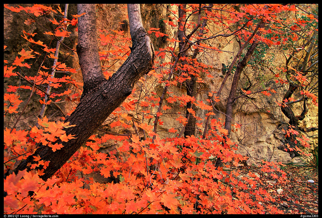 Bright orange leaves and cliff in McKittrick Canyon. Guadalupe Mountains National Park, Texas, USA.
