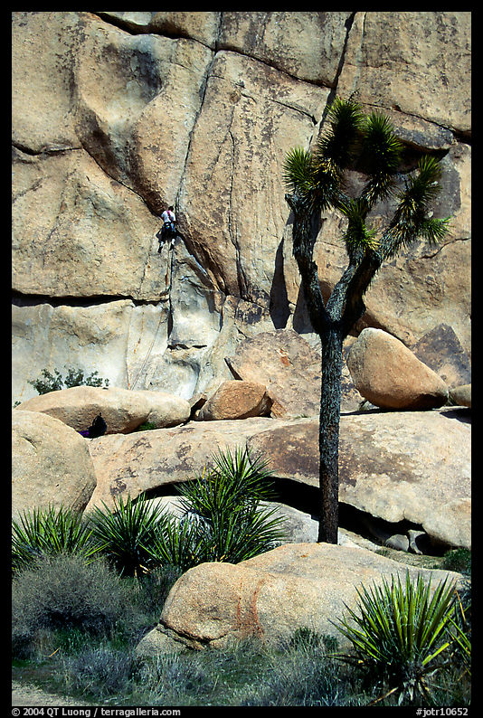 Joshua tree and rock with climber. Joshua Tree  National Park, California, USA.