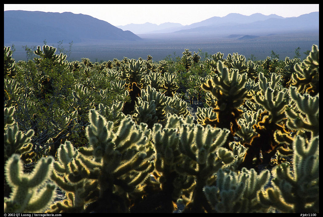 Cholla cactus garden, early morning. Joshua Tree  National Park, California, USA.