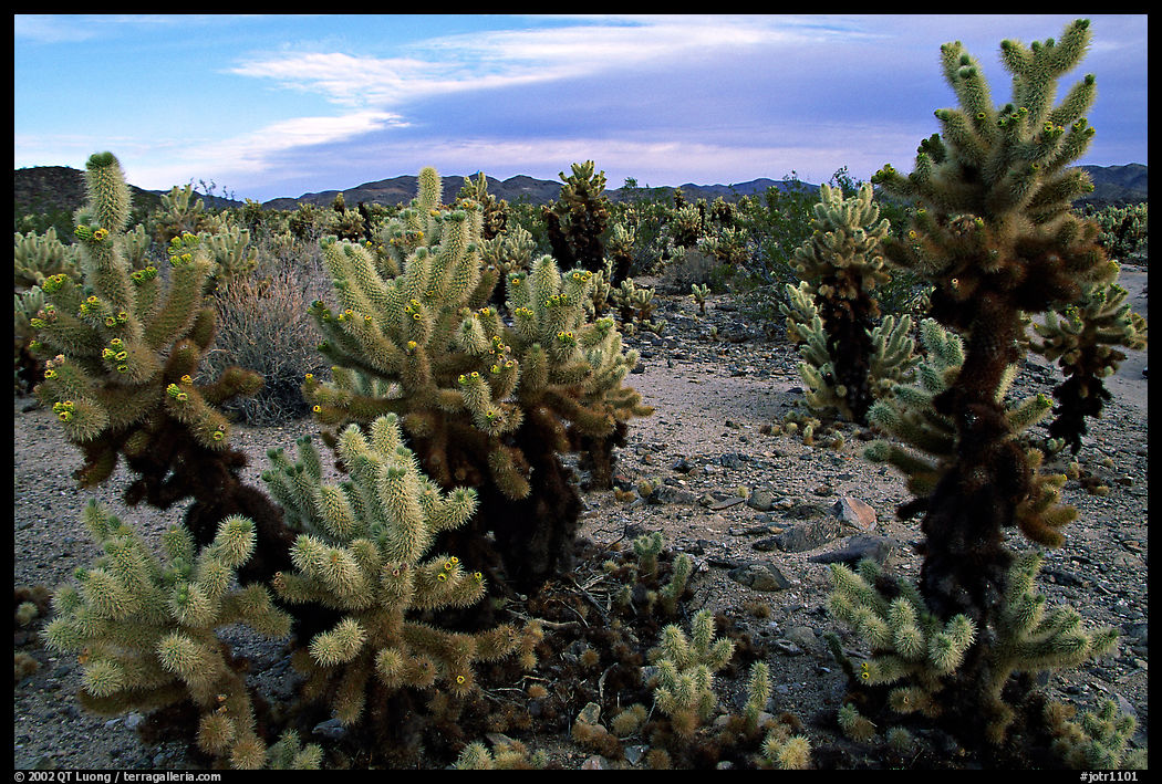 Cholla cactus garden. Joshua Tree  National Park, California, USA.
