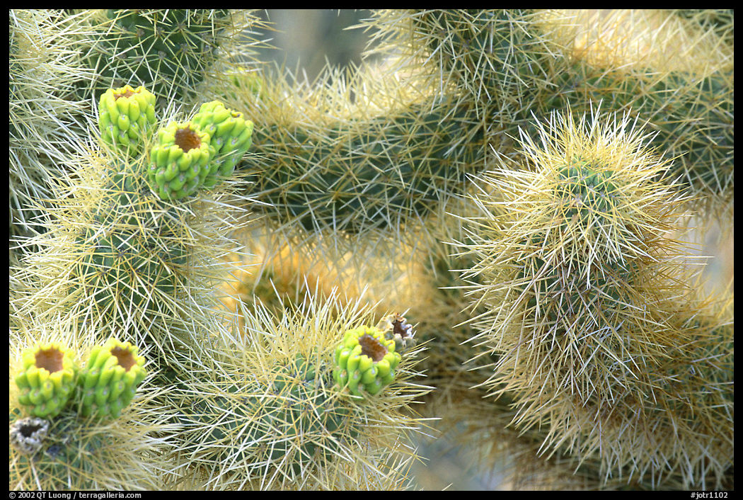Detail of jumping cholla cactus. Joshua Tree  National Park, California, USA.