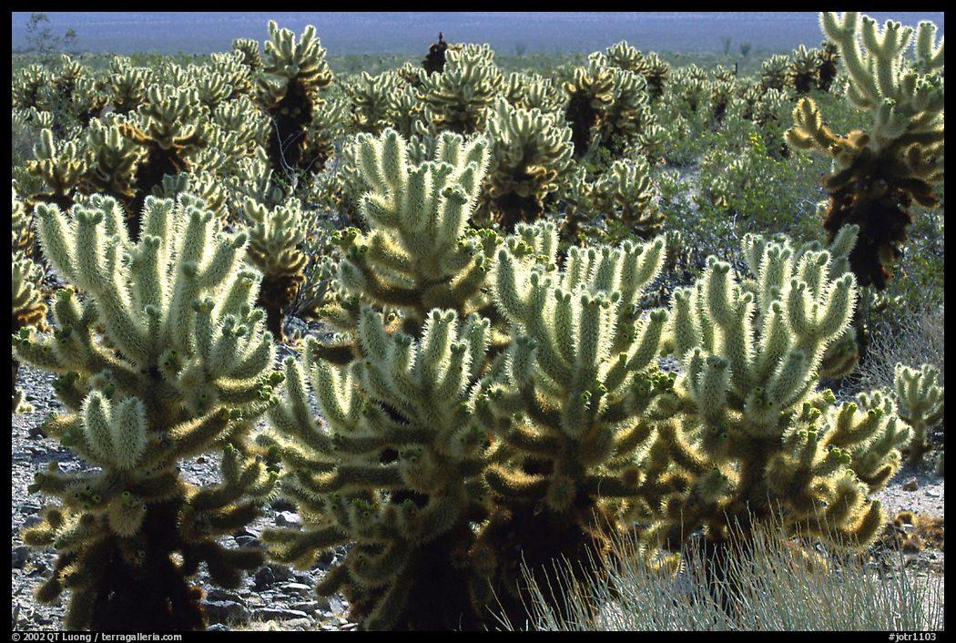 Jumping cholla cactus. Joshua Tree  National Park, California, USA.