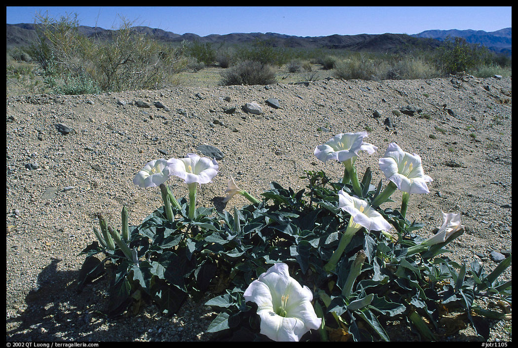 Dune Primerose. Joshua Tree  National Park, California, USA.