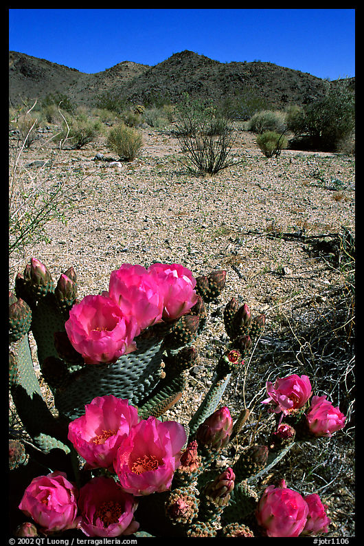 Beavertail Cactus in bloom. Joshua Tree  National Park, California, USA.