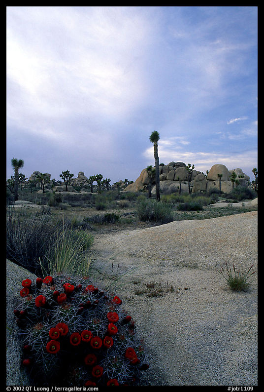 Claret Cup Cactus, rock slabs, and Joshua trees, sunset. Joshua Tree  National Park, California, USA.