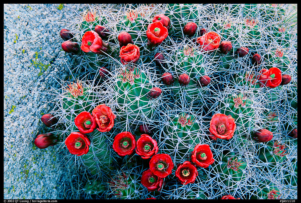 Claret Cup Cactus with flowers. Joshua Tree  National Park, California, USA.