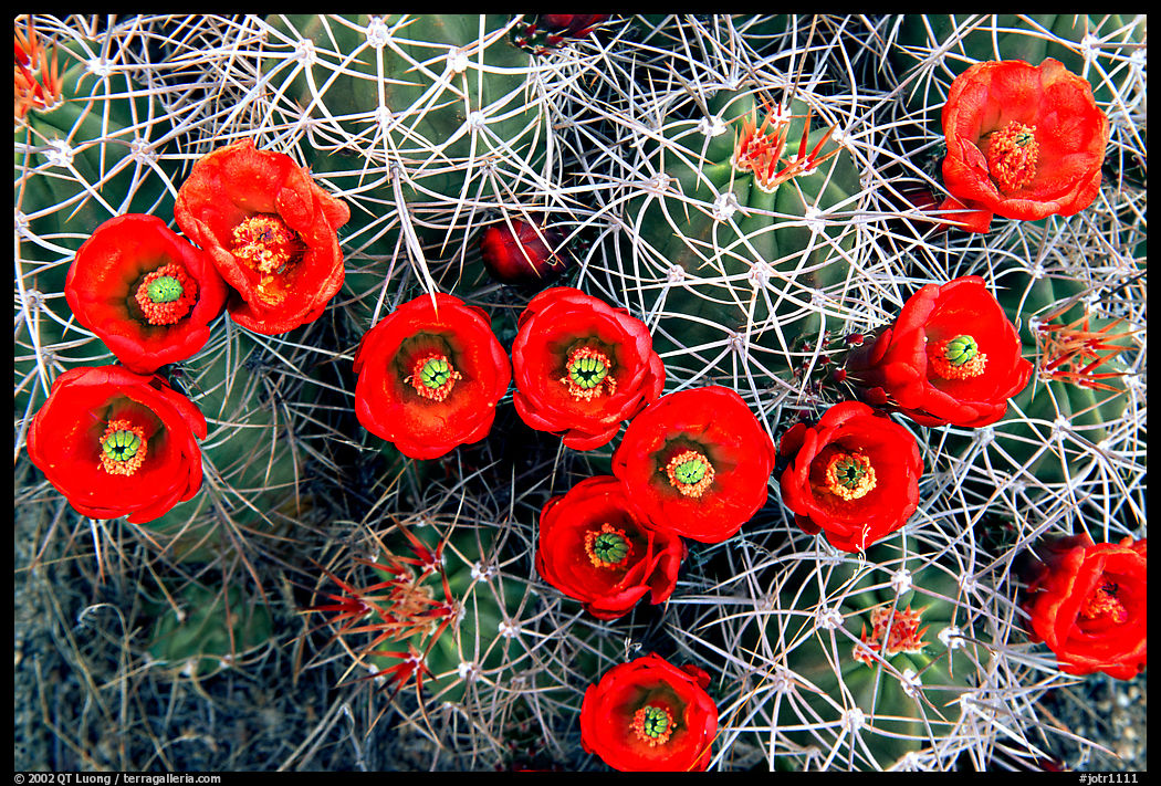 Claret Cup Cactus with flowers. Joshua Tree  National Park, California, USA.