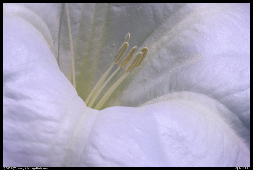 Dune Primerose close-up. Joshua Tree  National Park