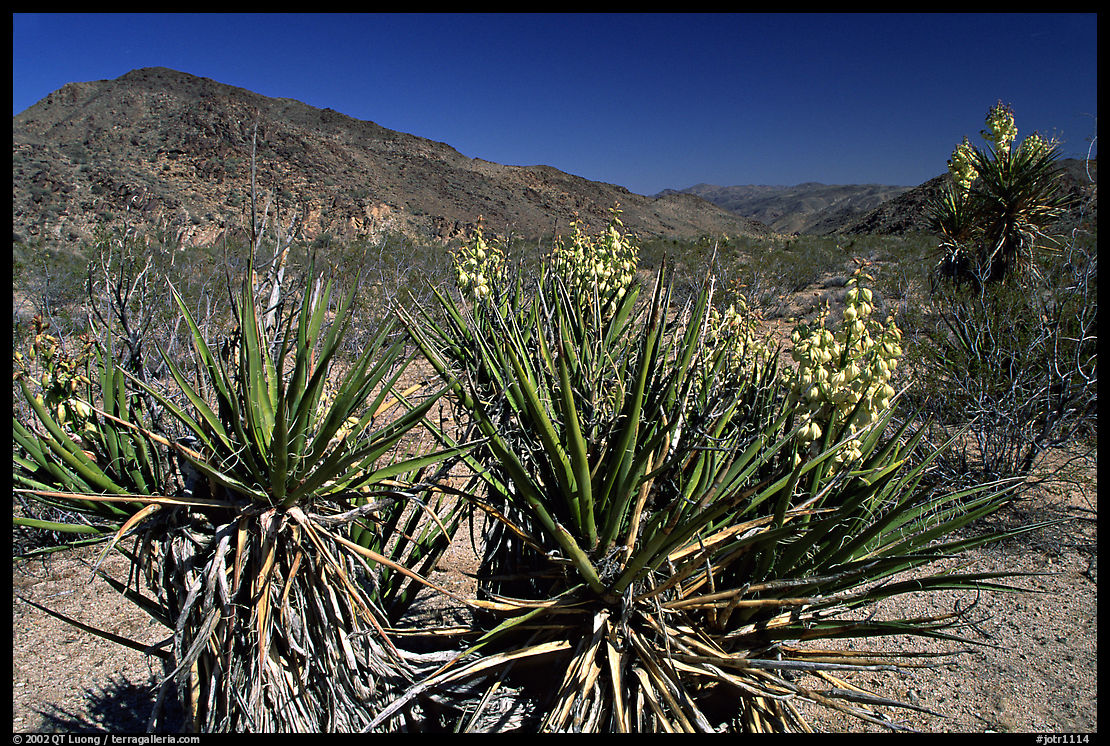 Yuccas in bloom. Joshua Tree  National Park, California, USA.