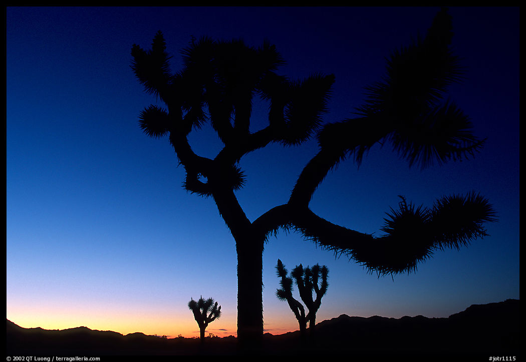 Joshua Trees silhouette at sunset. Joshua Tree  National Park, California, USA.