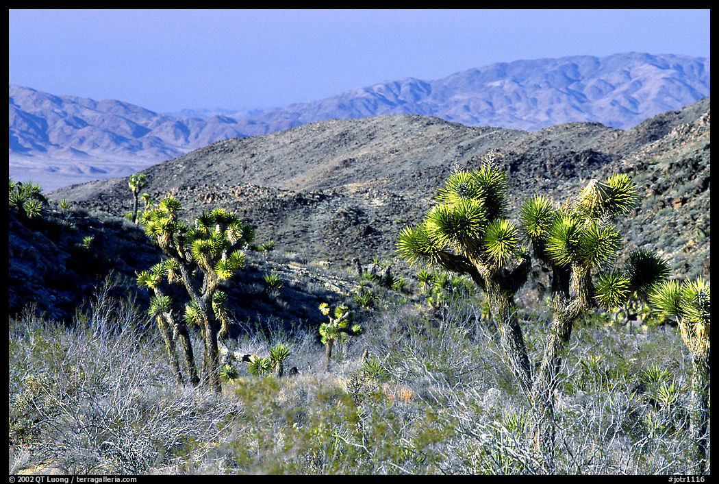 Joshua Trees and Pinto Mountains. Joshua Tree  National Park, California, USA.