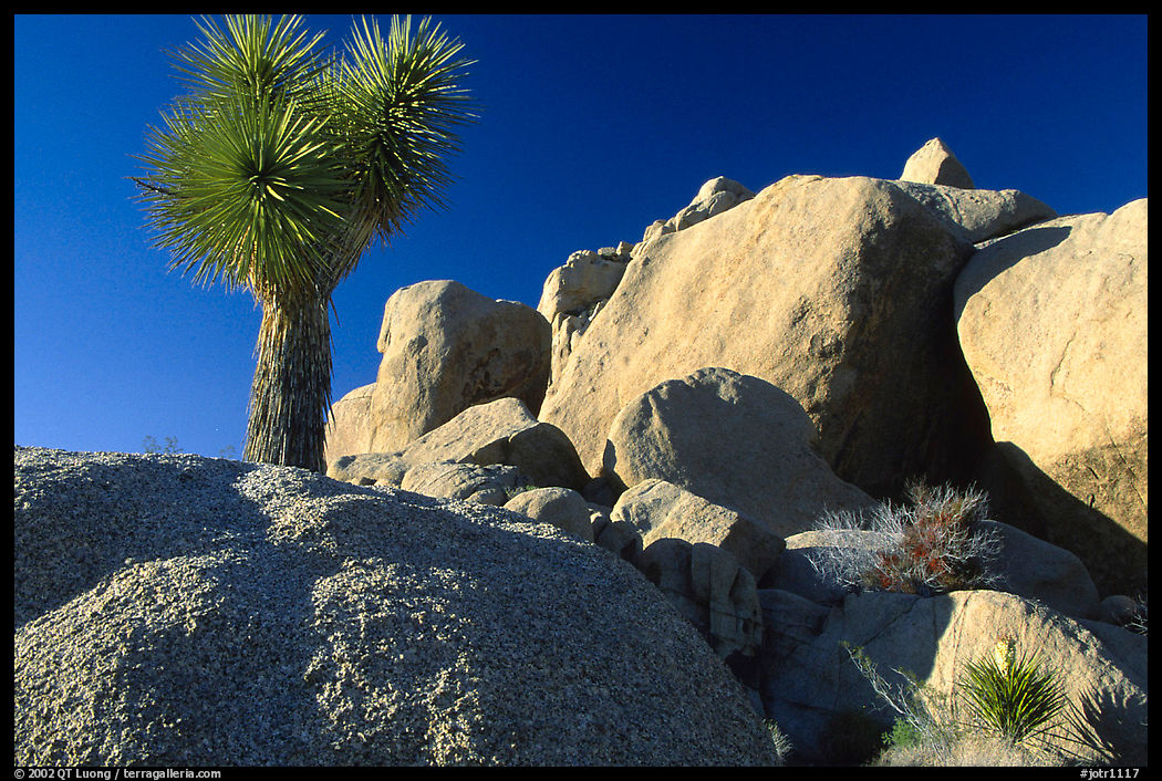 Joshua Tree and boulders. Joshua Tree  National Park, California, USA.