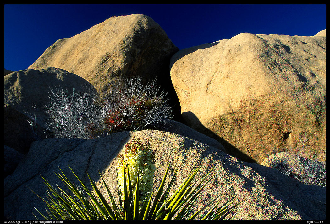 Yucca and boulders. Joshua Tree  National Park, California, USA.