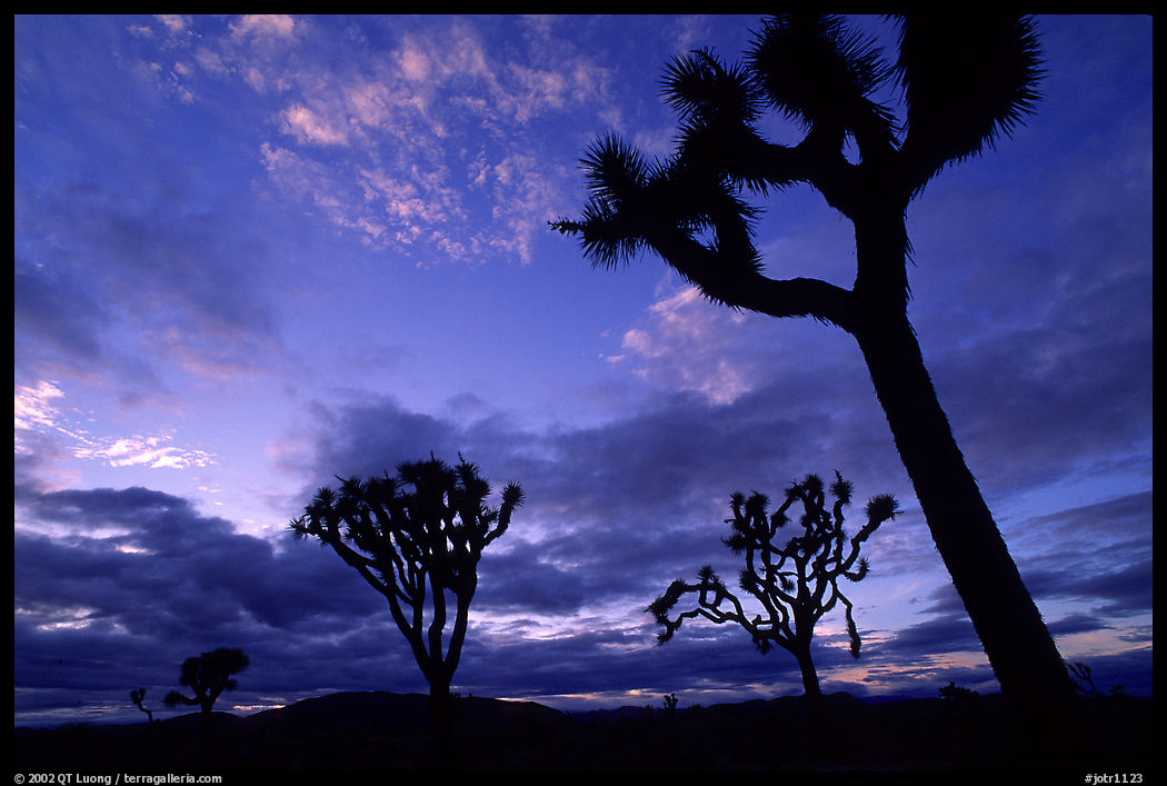 Joshua trees, sunset. Joshua Tree  National Park, California, USA.