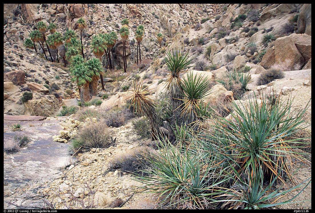 Lost Palm Oasis. Joshua Tree  National Park, California, USA.