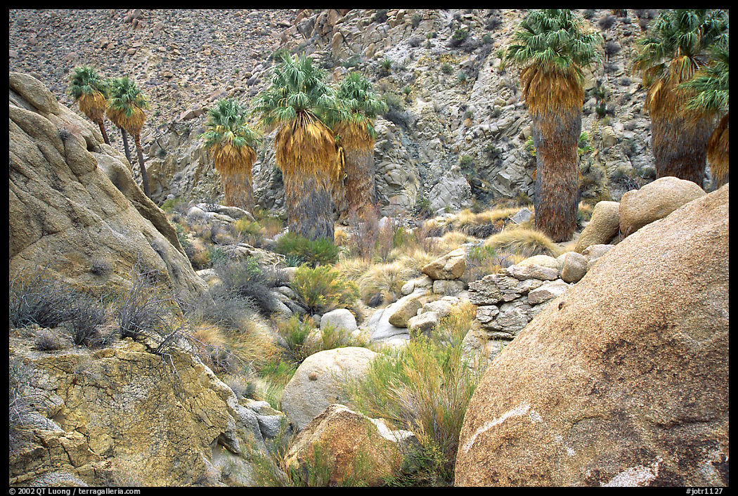Lost Palm Oasis. Joshua Tree  National Park, California, USA.